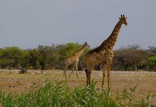 715 Namibia Okt 2006 .JPG